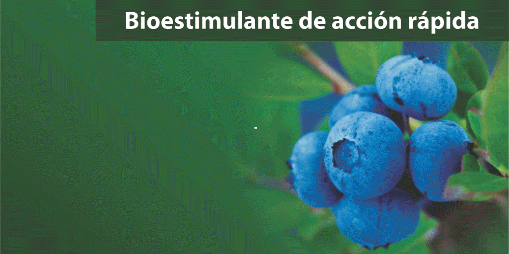 CLORO-SINTESIS-GIF